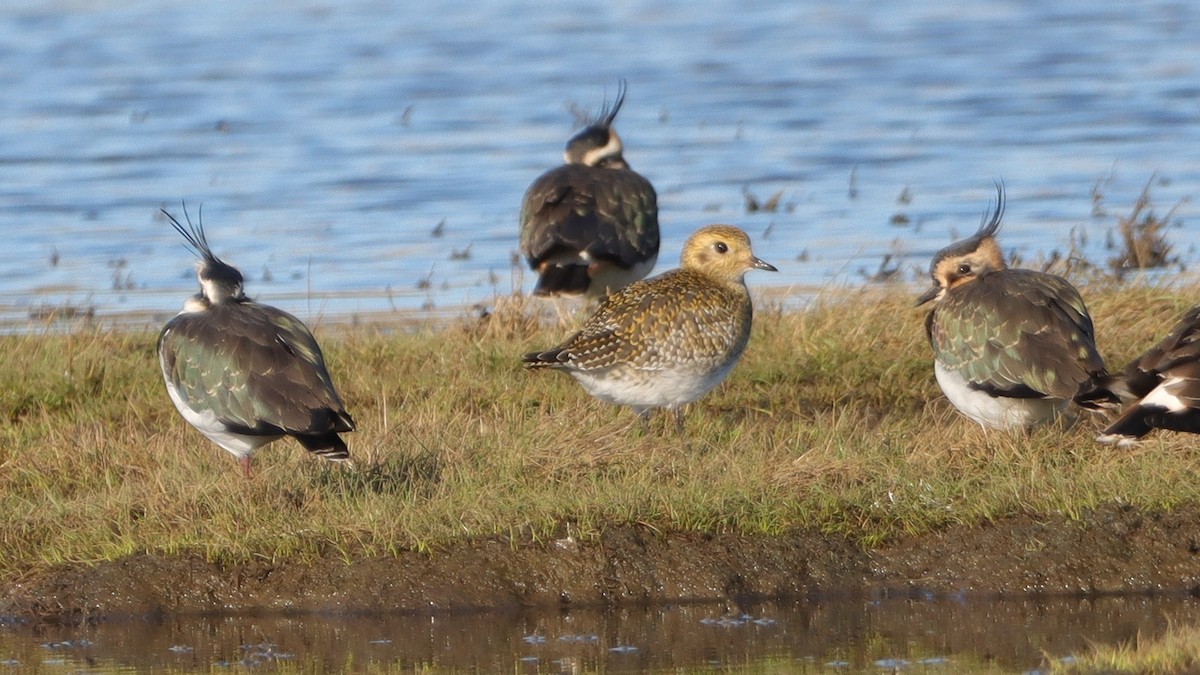 Chorlito Dorado Europeo - ML505814261