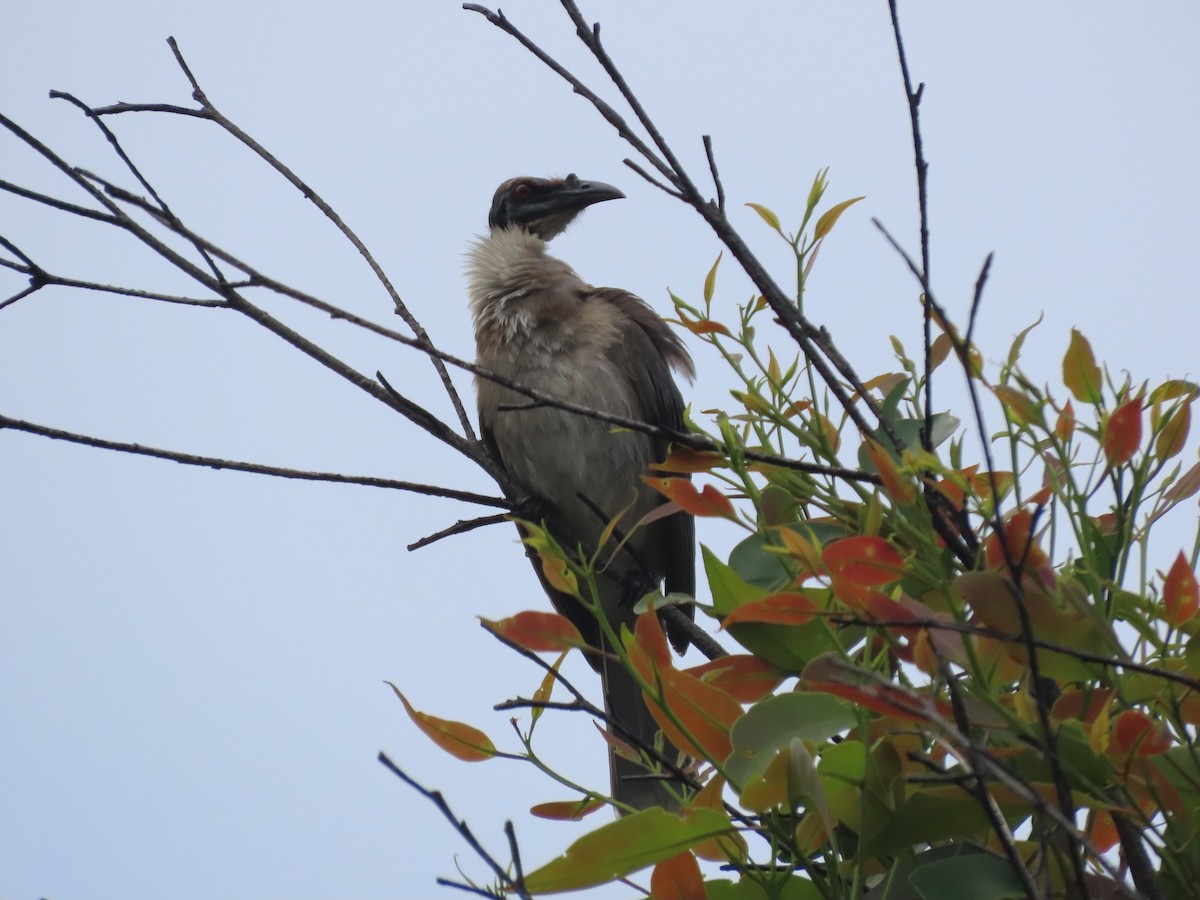 Noisy Friarbird - ML505815331