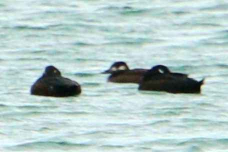 White-winged Scoter - ML505815561