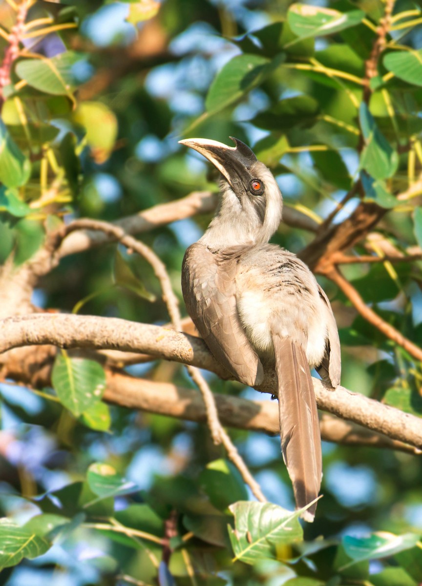 Indian Gray Hornbill - ML505816771