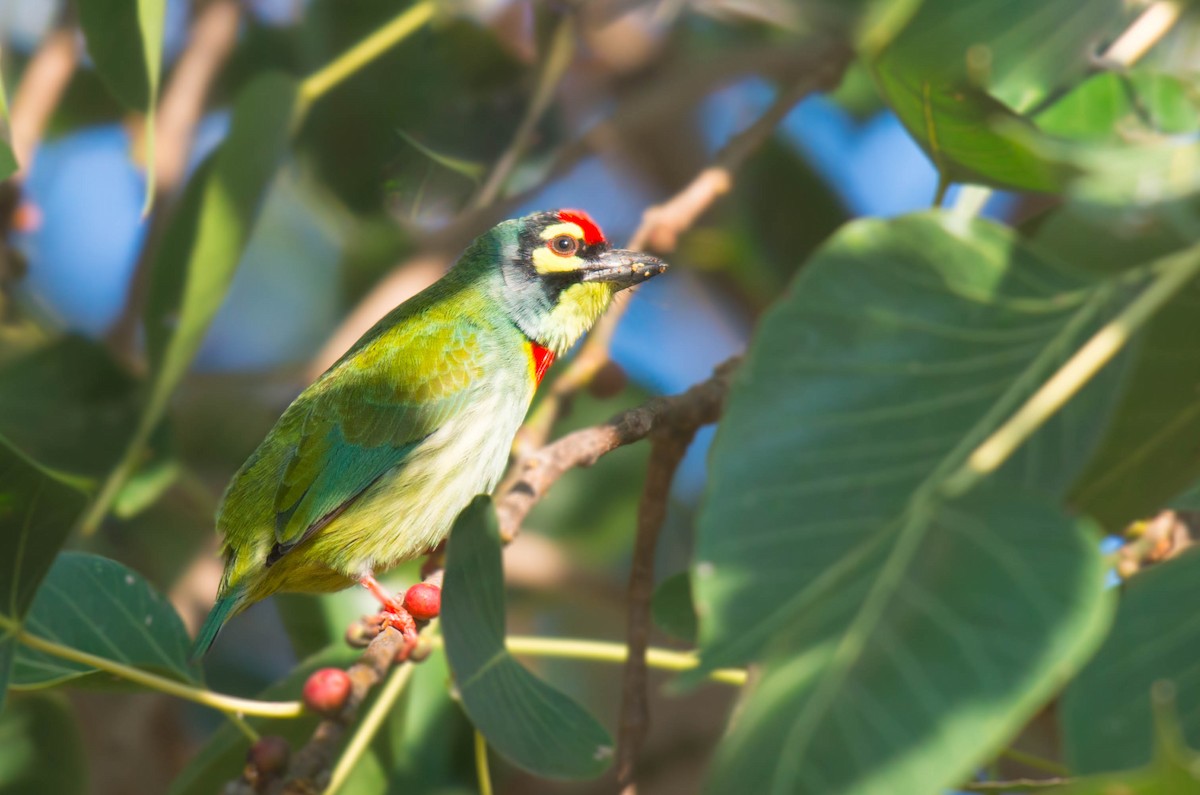 Coppersmith Barbet - ML505816811