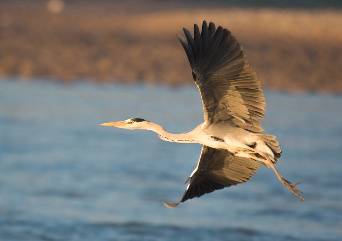 Gray Heron - ML505816871