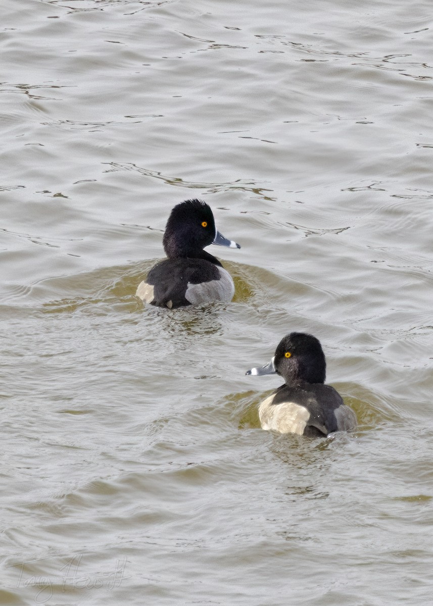 Ring-necked Duck - ML505817291