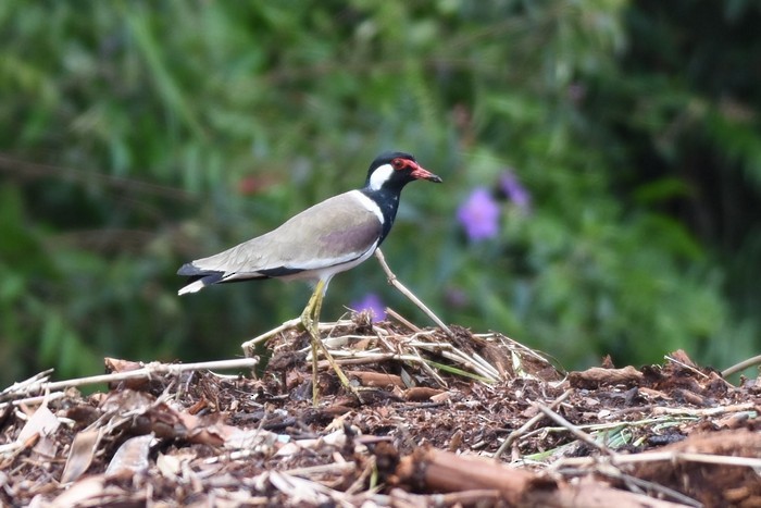 Red-wattled Lapwing - ML505817321