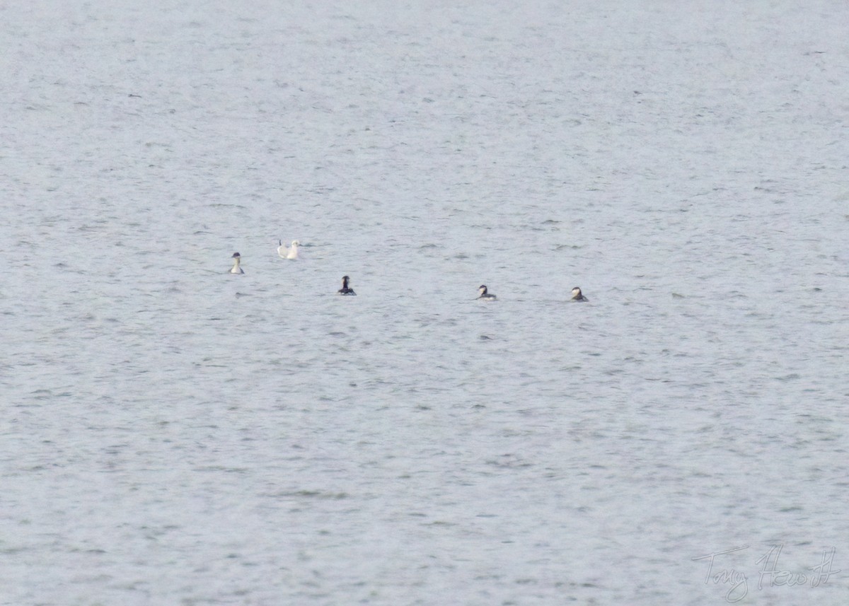 Horned Grebe - ML505817541