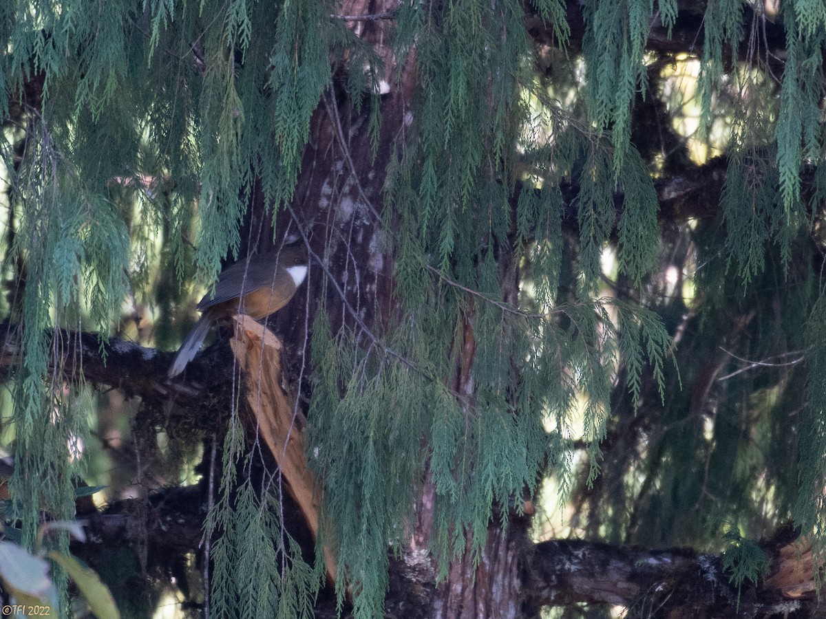 White-throated Laughingthrush - T I