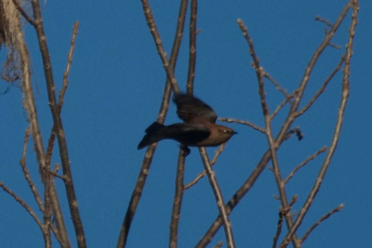 Rusty Blackbird - ML505818551