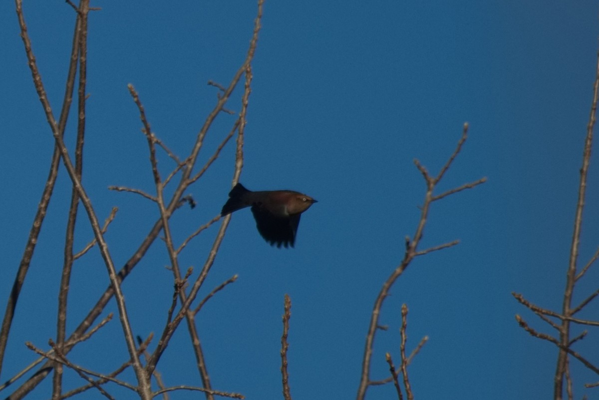 Rusty Blackbird - ML505818561