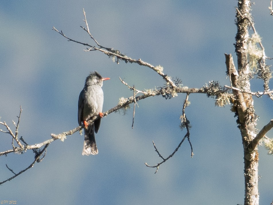 Black Bulbul - ML505818971