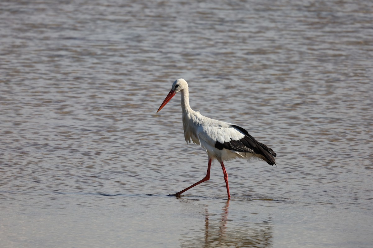 White Stork - Luís Filipe Ferreira