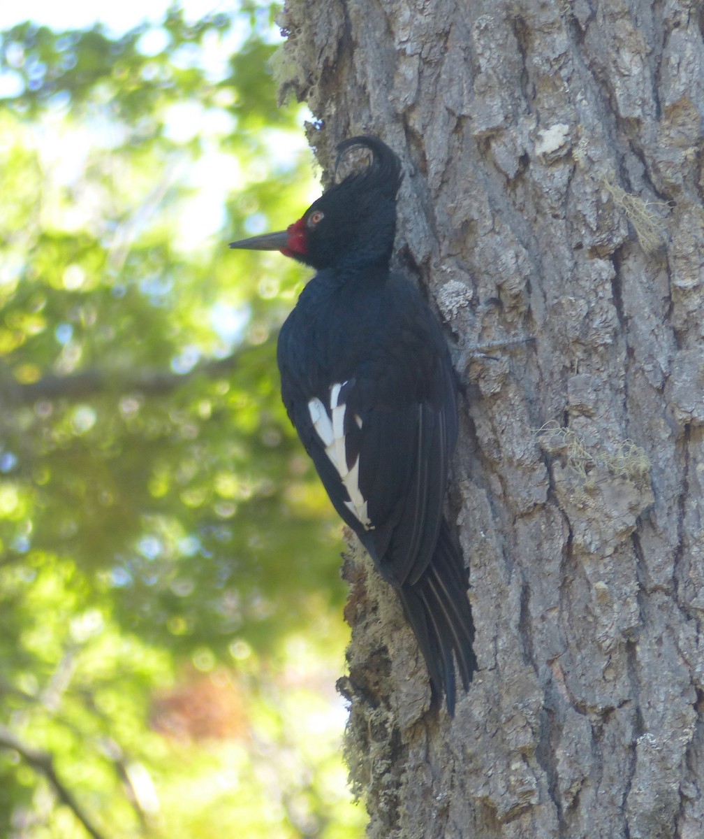 Magellanic Woodpecker - ML505819111