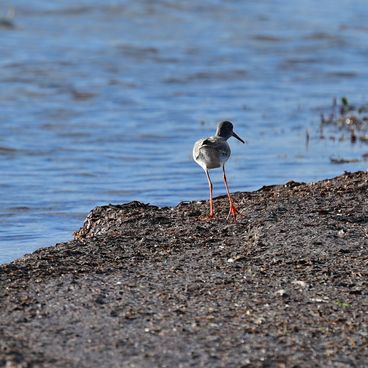 Common Redshank - ML505819301