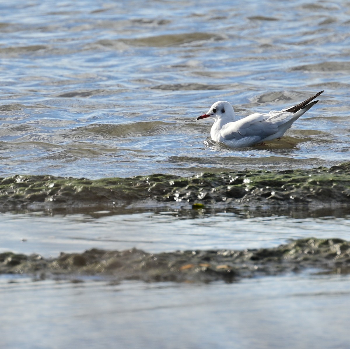 Black-headed Gull - ML505819411