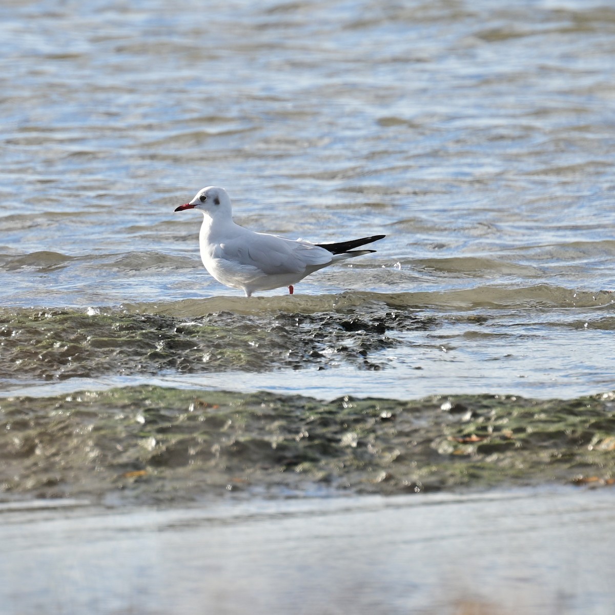 Black-headed Gull - ML505819421