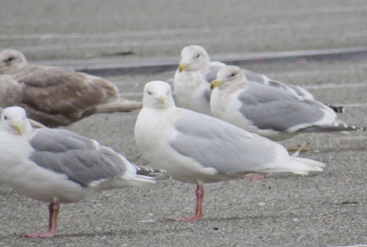 Glaucous Gull - ML50581981