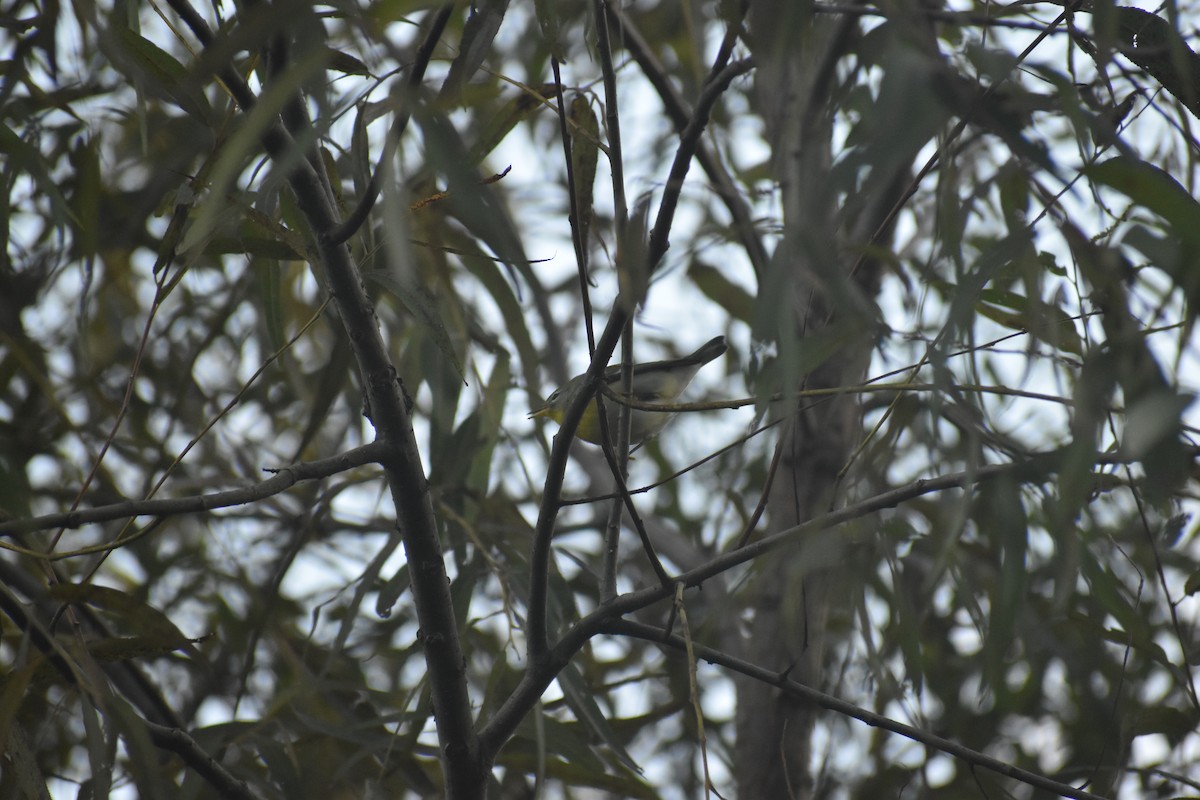 Northern Parula - sage church