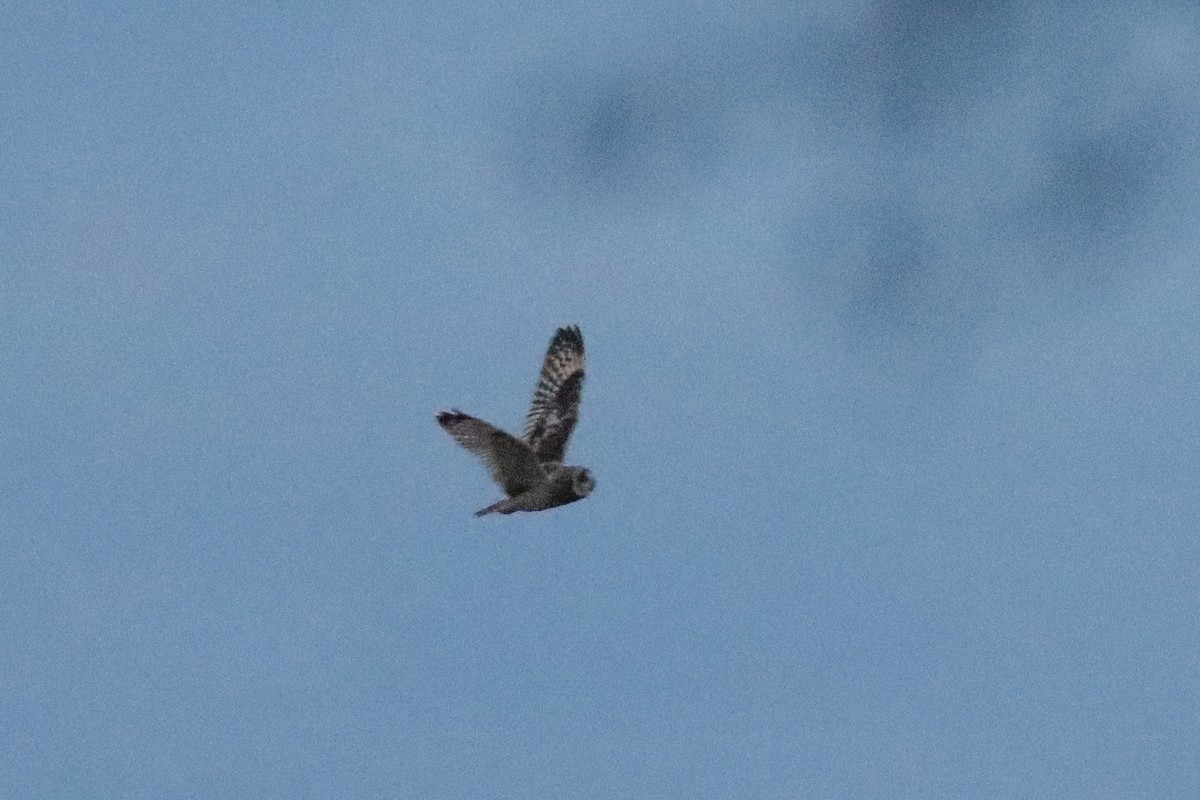 Short-eared Owl - ML505820981