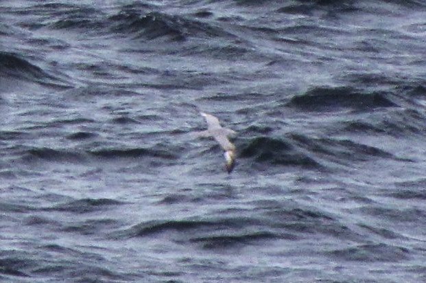 Fulmar argenté - ML505821291