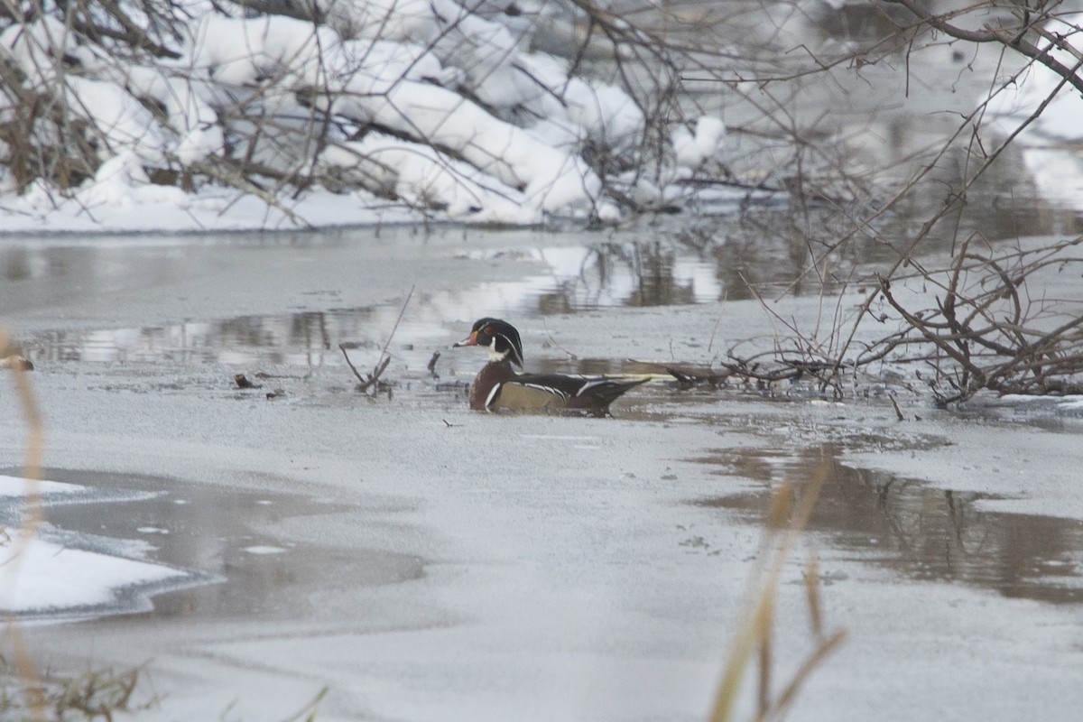 Wood Duck - Jean-Sébastien Mayer