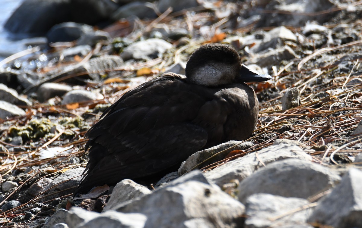 Black Scoter - ML505822261