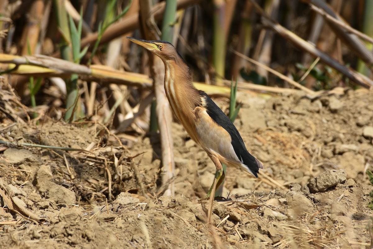 Little Bittern - ML505823271