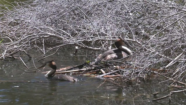 Great Crested Grebe - ML505823331