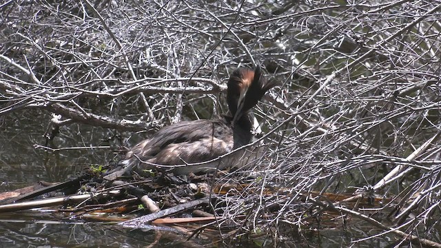 Great Crested Grebe - ML505823341