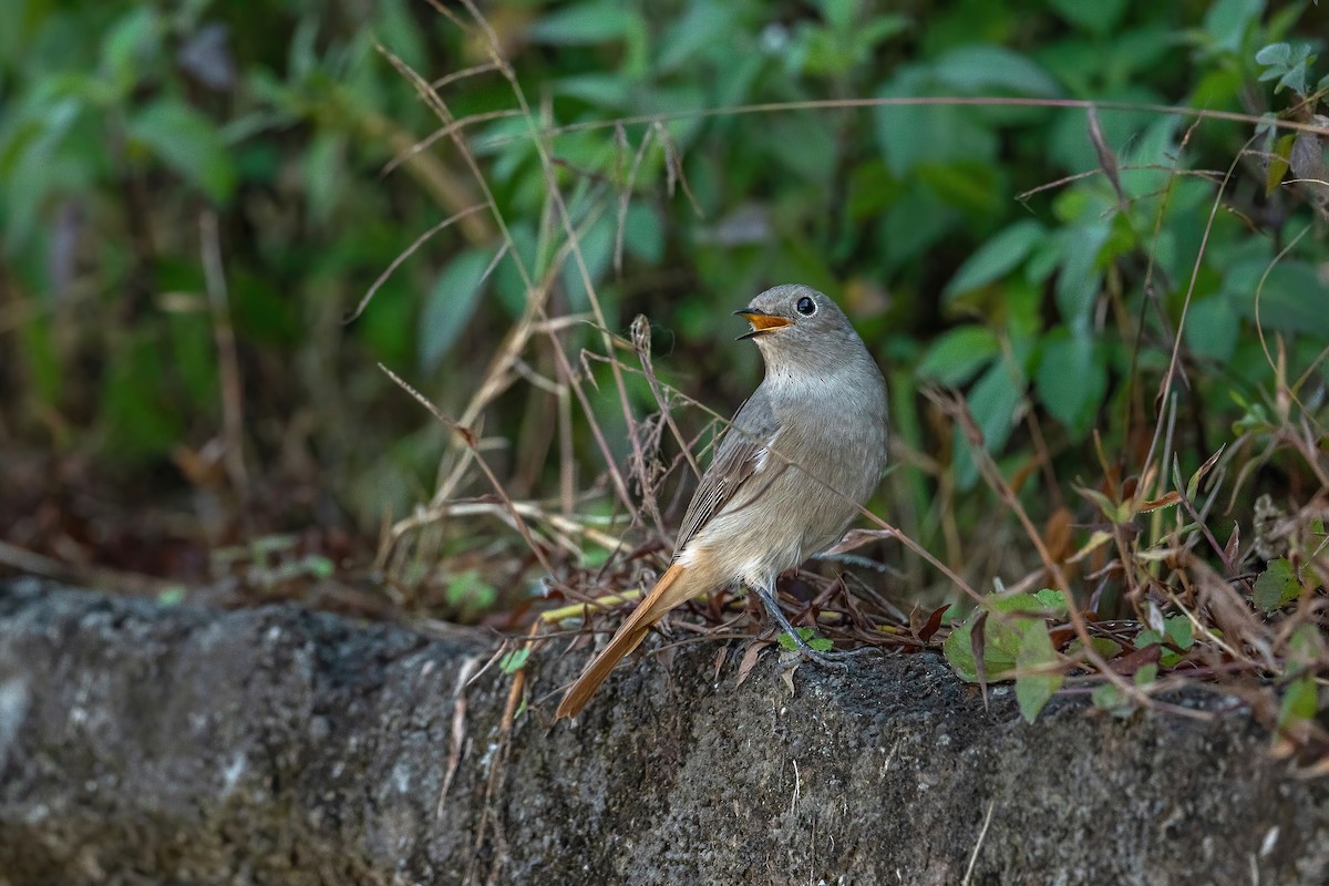 Hodgson's Redstart - Deepak Budhathoki 🦉