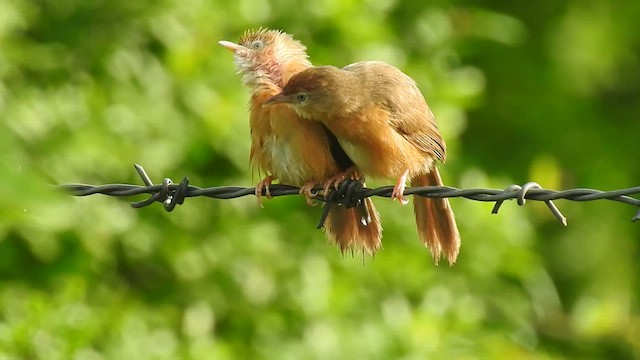 Tawny-bellied Babbler - ML505824221