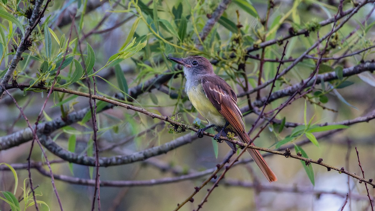 Great Crested Flycatcher - ML505824531