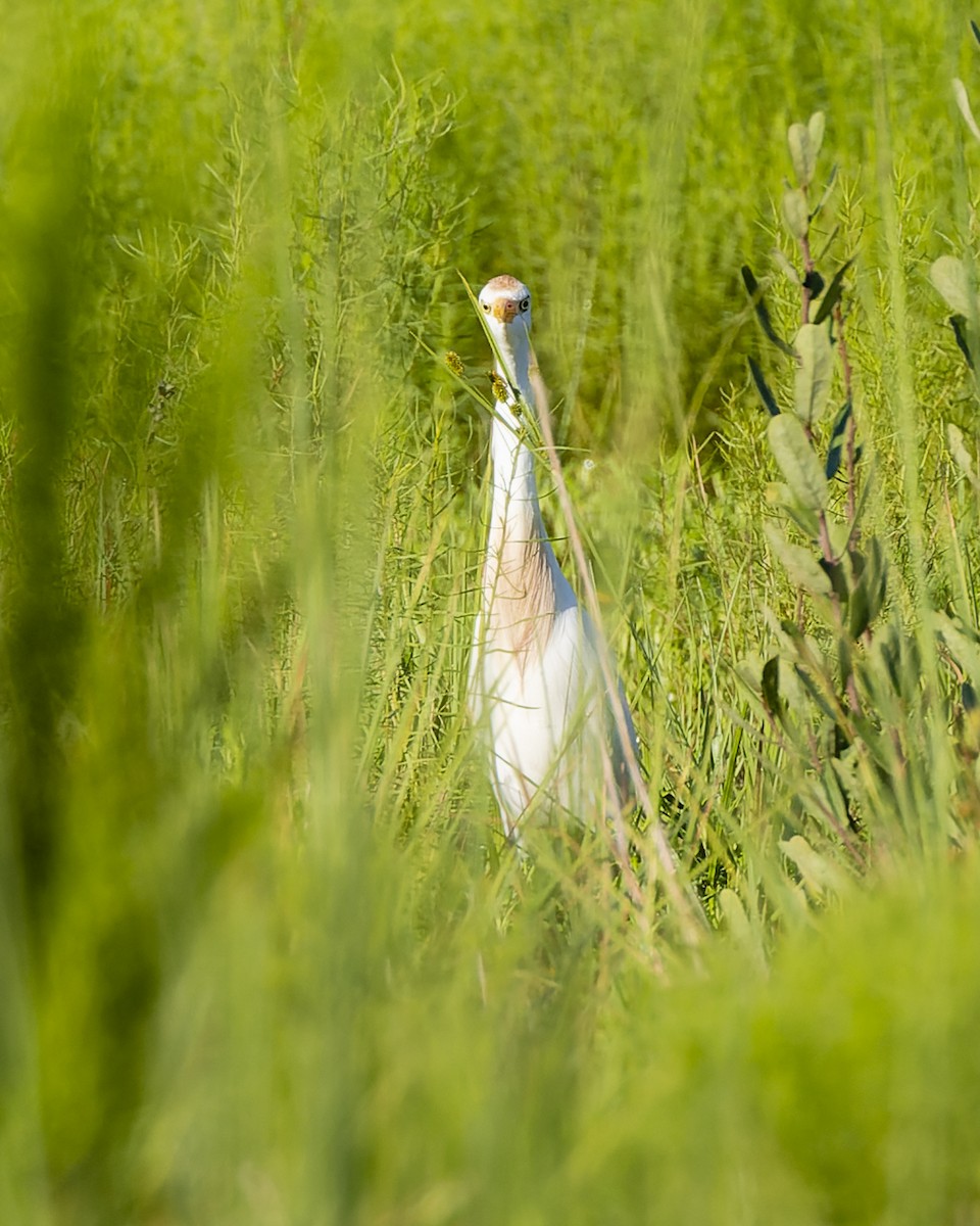 Western Cattle Egret - ML505824821