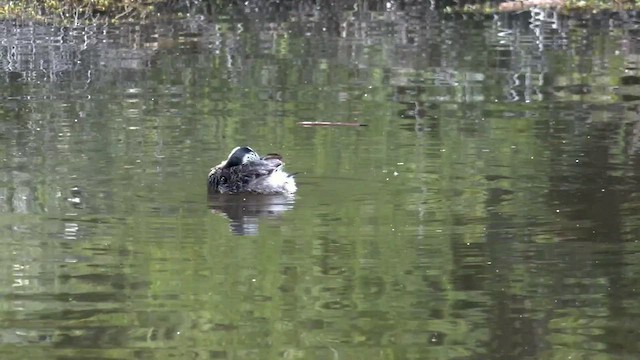 Hoary-headed Grebe - ML505824971