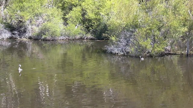 Hoary-headed Grebe - ML505825551