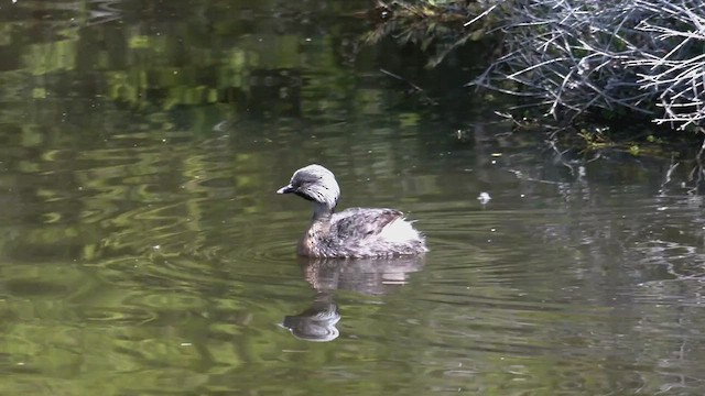 Hoary-headed Grebe - ML505826171