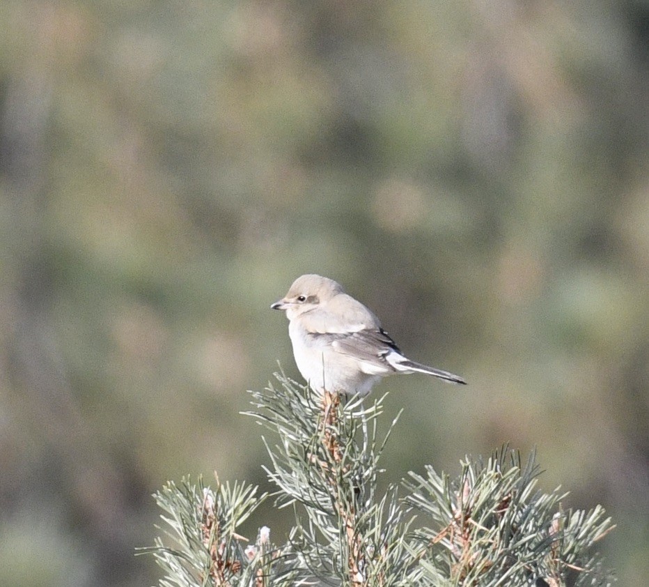 Northern Shrike - ML505827841