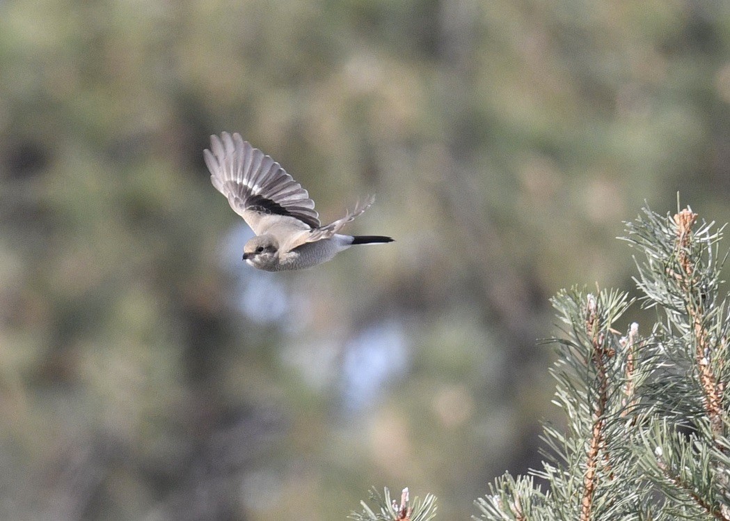 Northern Shrike - ML505827851