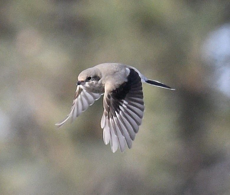 Northern Shrike - ML505827861