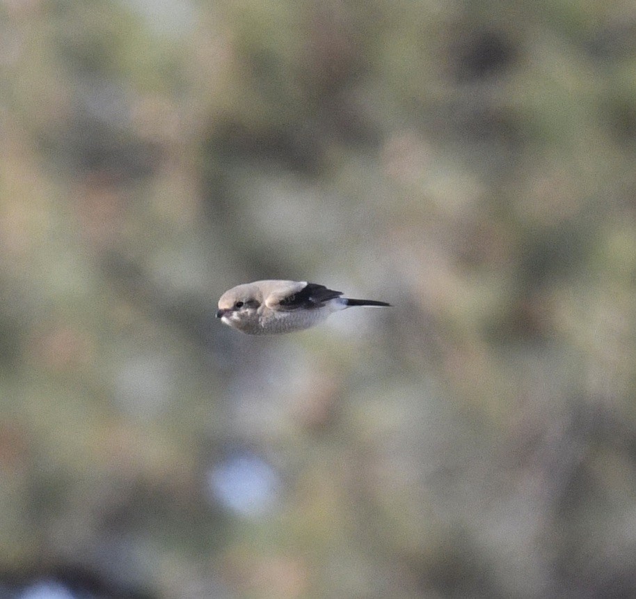 Northern Shrike - ML505827871