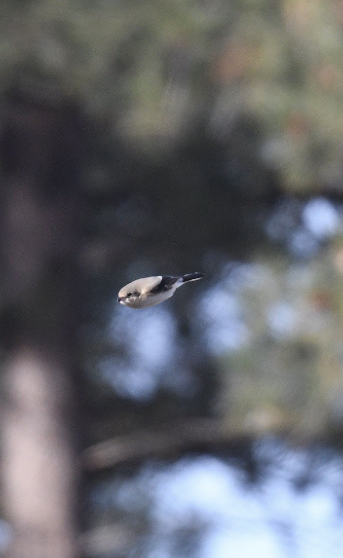 Northern Shrike - ML505827881