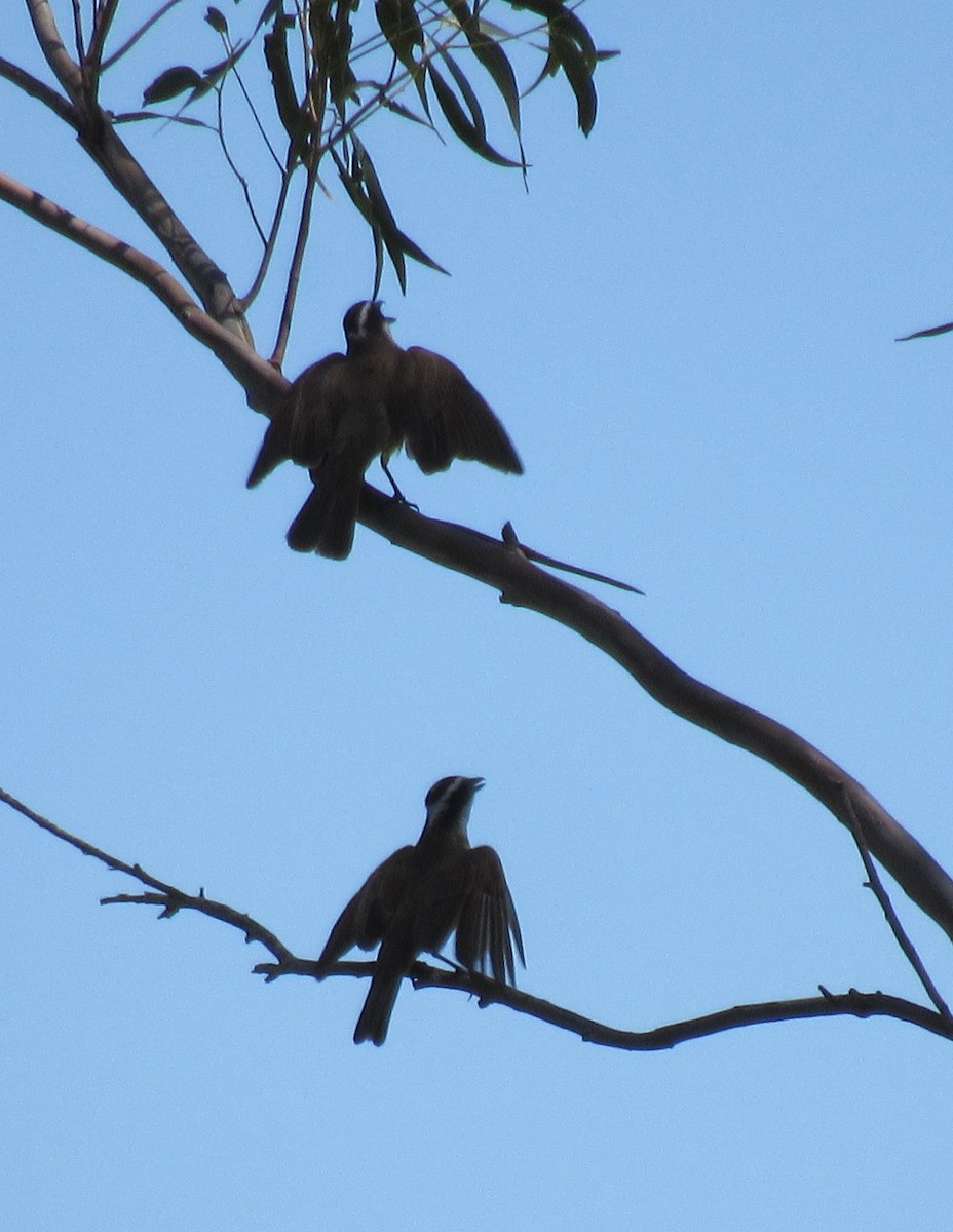 Great Kiskadee - ML505828131