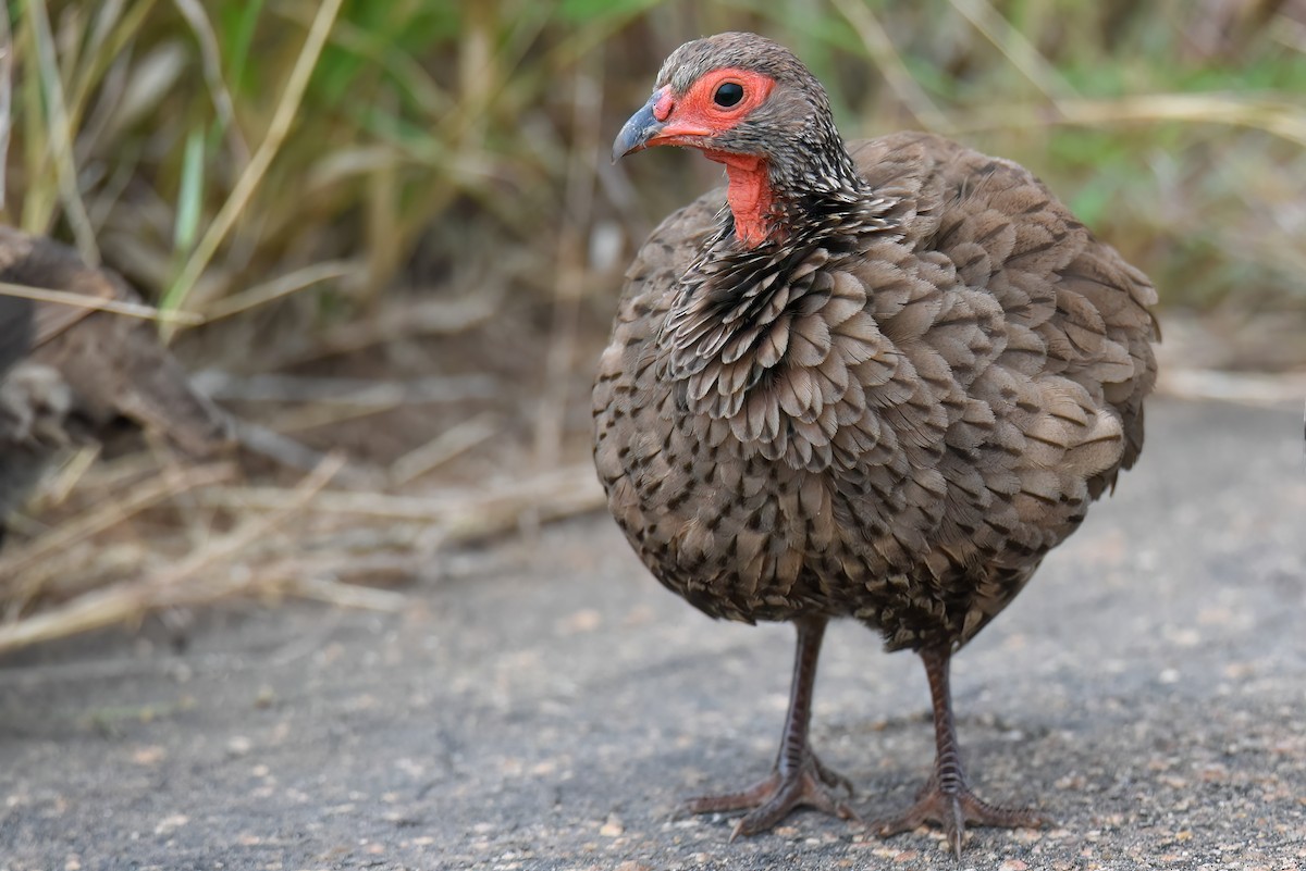 Swainson's Spurfowl - ML505828431