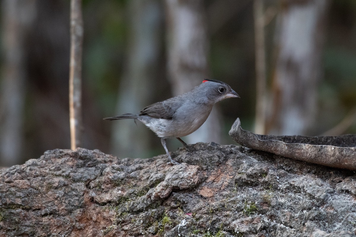 Pileated Finch - ML505831641