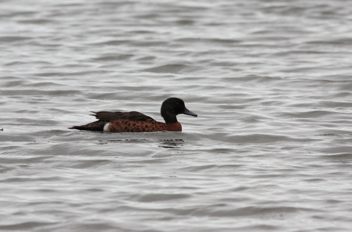 Chestnut Teal - ML50583201