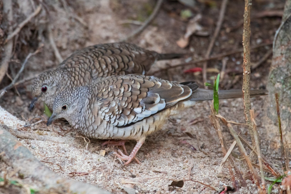 Scaled Dove - ML505832221