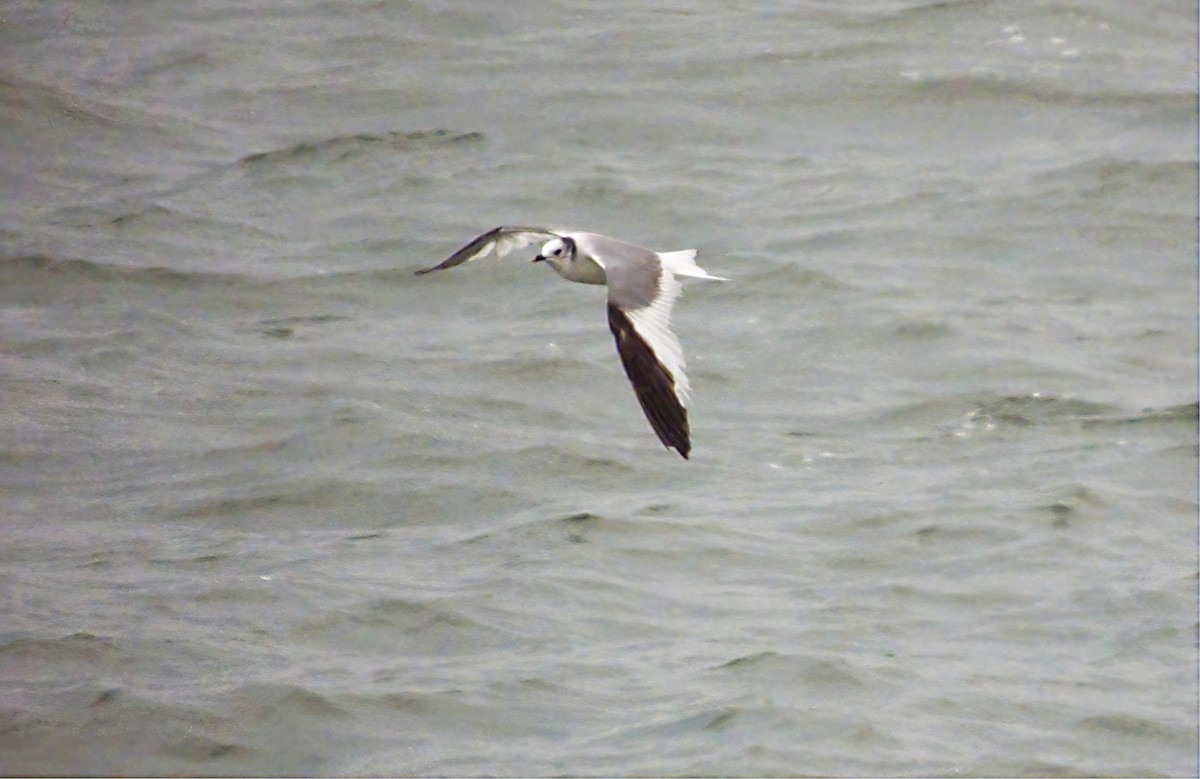 Sabine antxeta - ML505832471