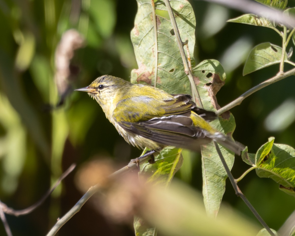 Tennessee Warbler - David F Smith