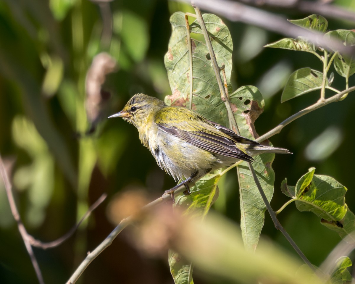 Tennessee Warbler - David F Smith