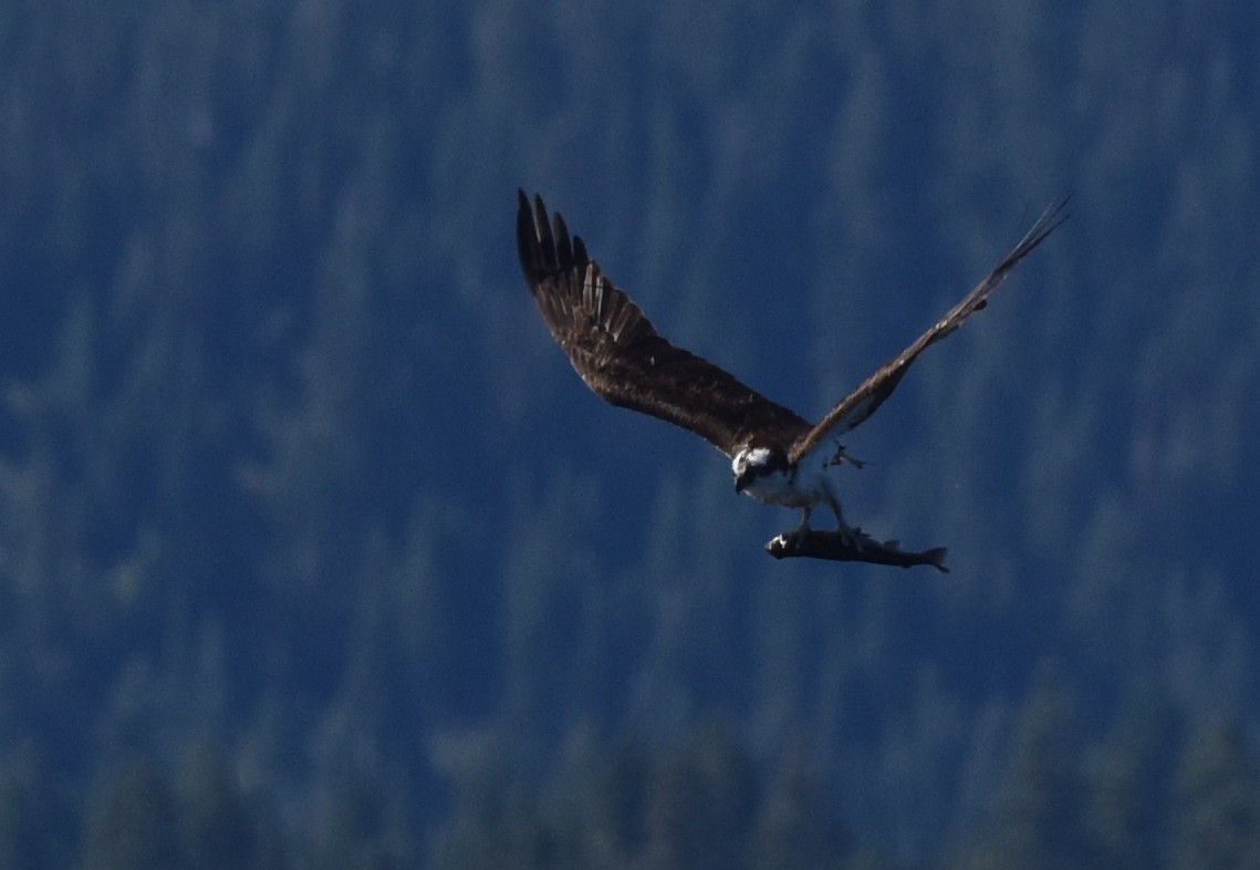 Águila Pescadora - ML505833471