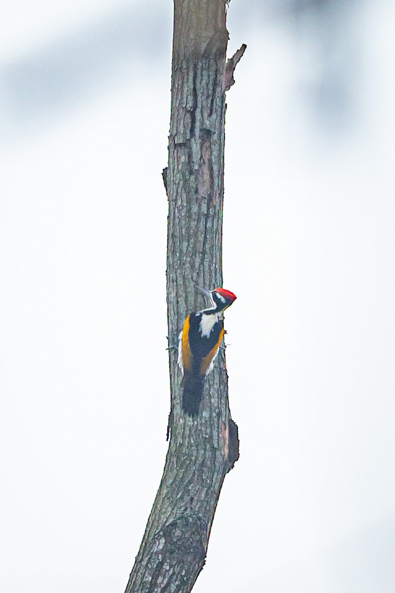 White-naped Woodpecker - Subhankar Saha