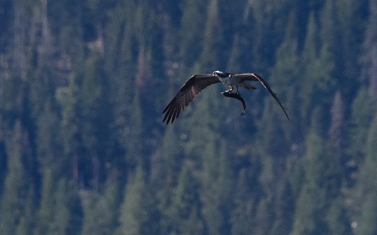 Balbuzard pêcheur - ML505834201